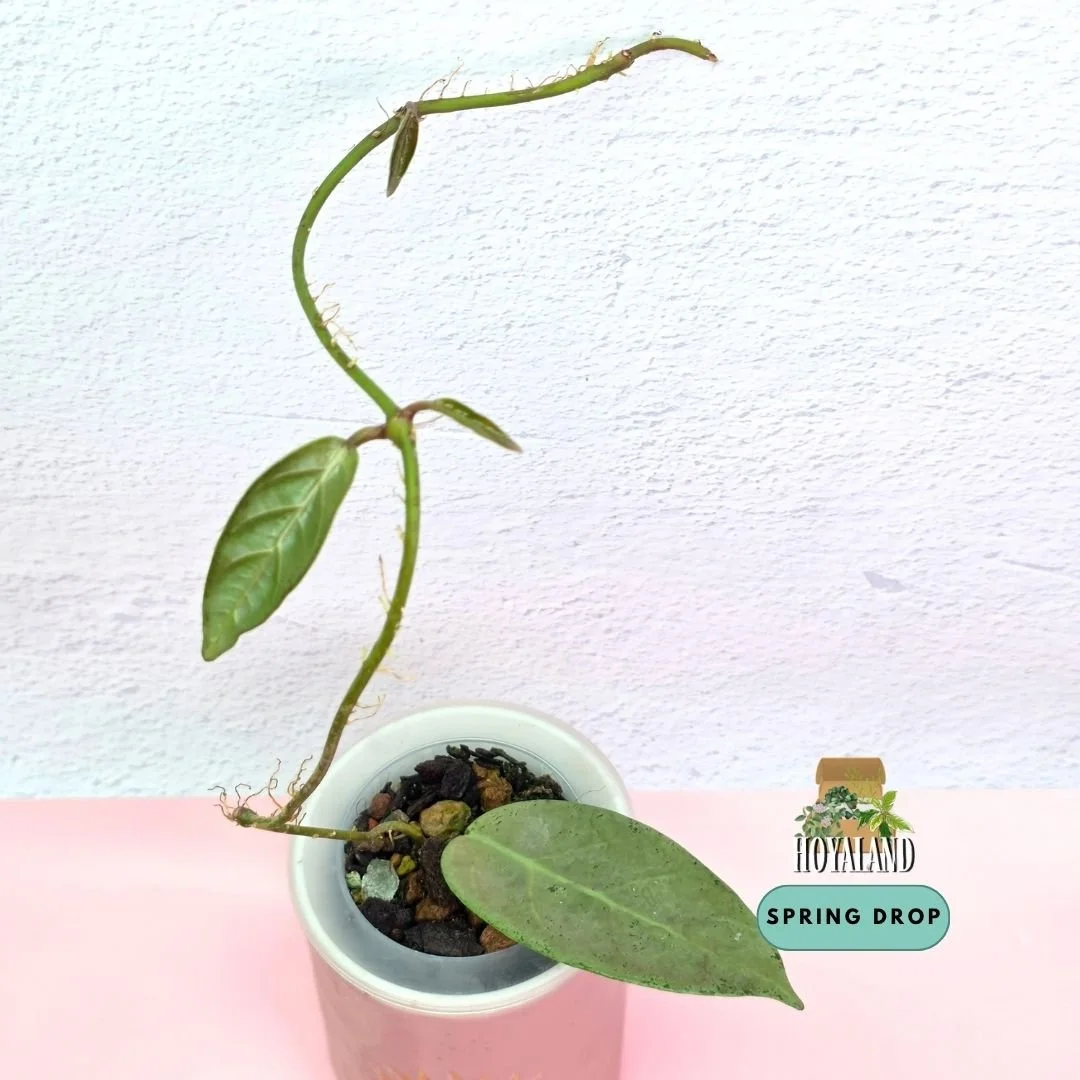 Established tip cutting of Hoya sp Lai Chau Silver showing dense metallic silver overlay, carved geometric veins, and purple-pink sunstressing