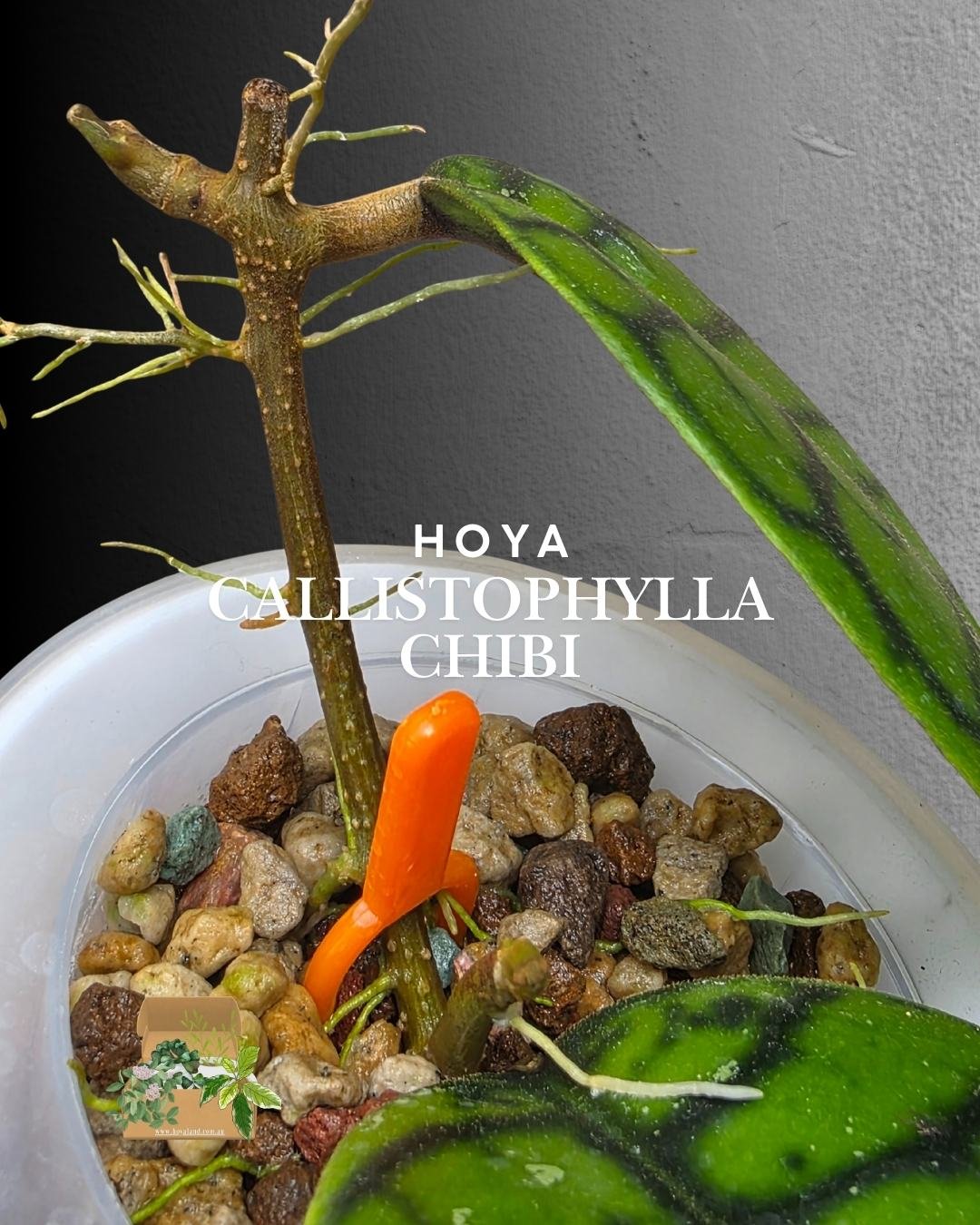 hoya callistophylla chibi (12).jpg