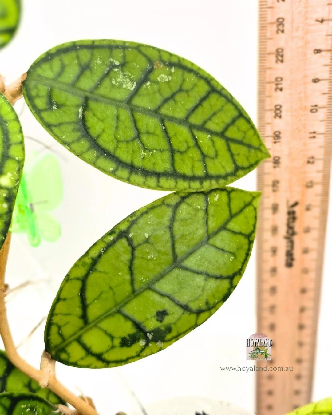 Hoya callistophylla vena.jpg