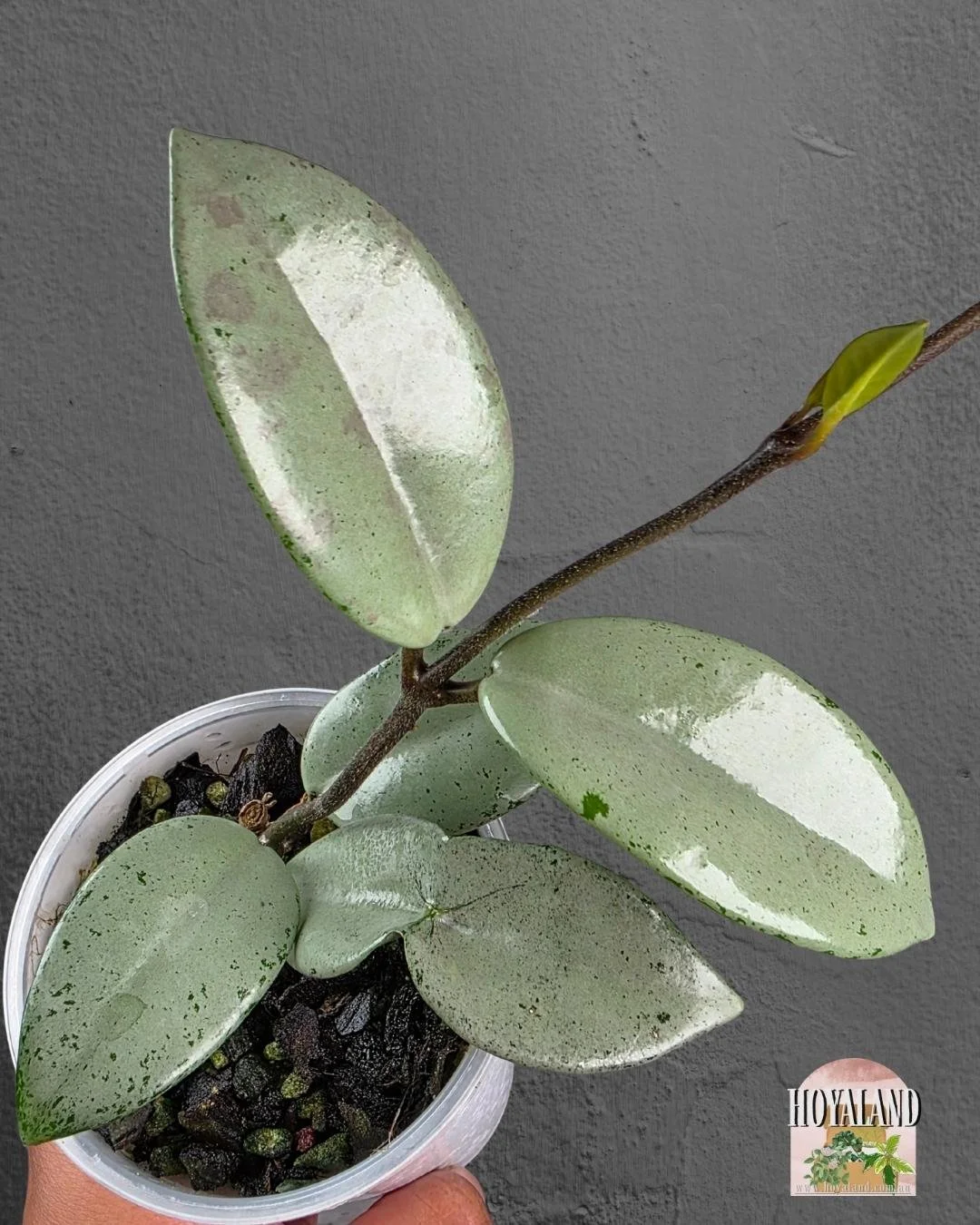 Hoya wilbur graves super silver (4).jpg