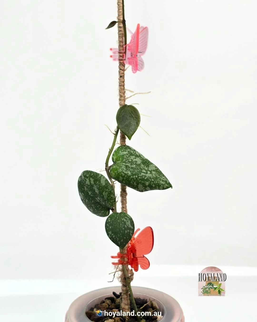 Hoya cinnamomifolia x imbricata (3).jpg