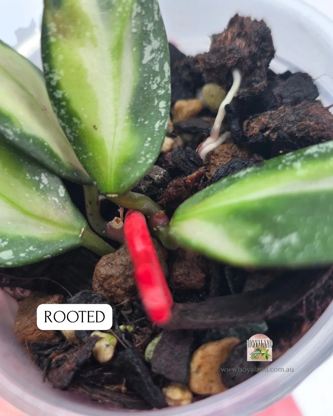 Hoya nabawanensis variegata  rooted (3).jpg