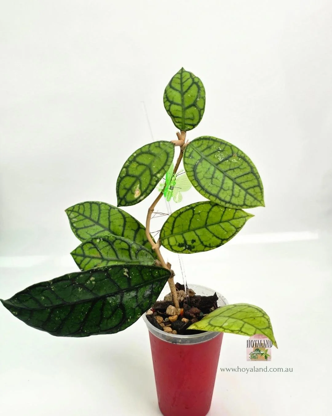 Hoya callistophylla vena (3).jpg