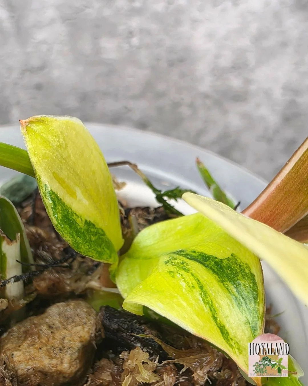 Philodendron White Knight Tricolour (7).jpg