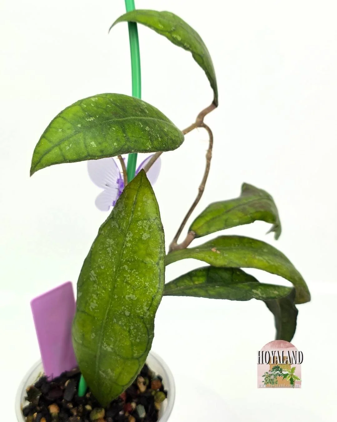 Hoya finlaysonii sukirin (2).jpg