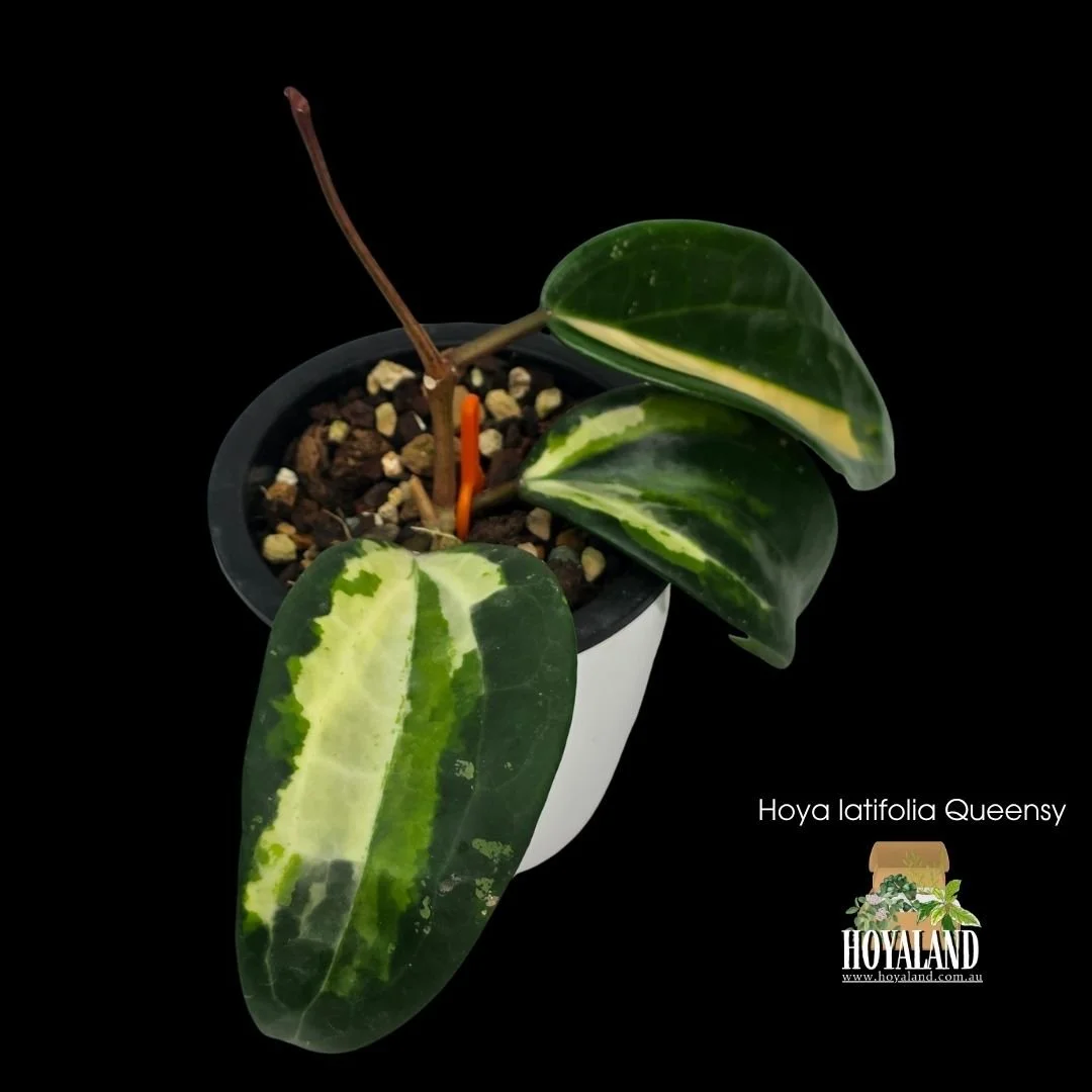 ⛄Rare Hoya Latifolia Queensy  Variegated | Small