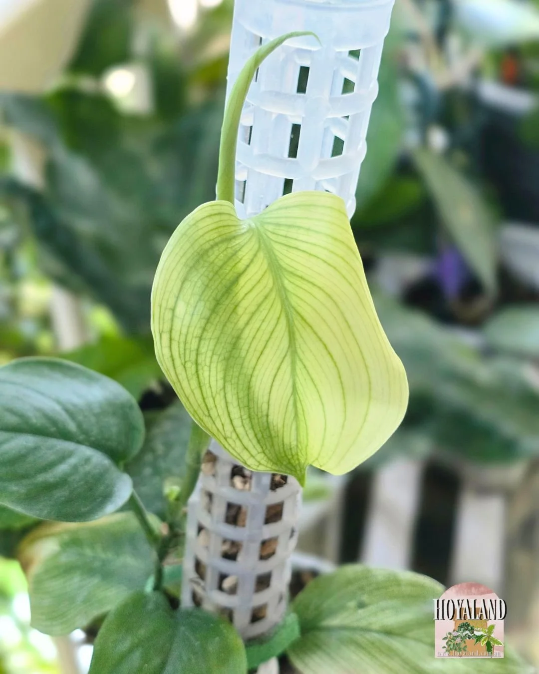 Scindapsus White Monster (2).jpg
