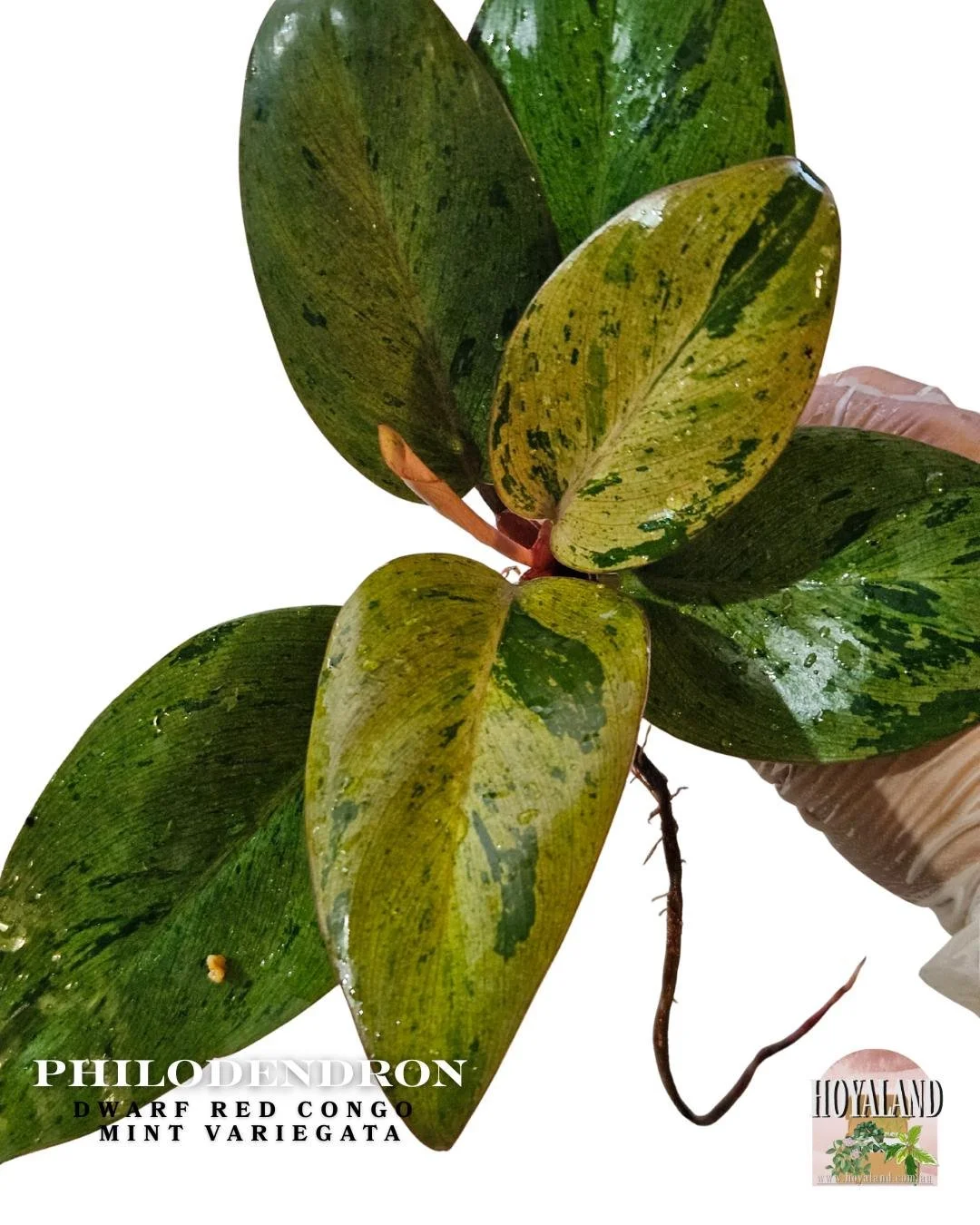 🖤 Philodendron Dwarf Variety Red Congo Mint Variegated TIP 🙏