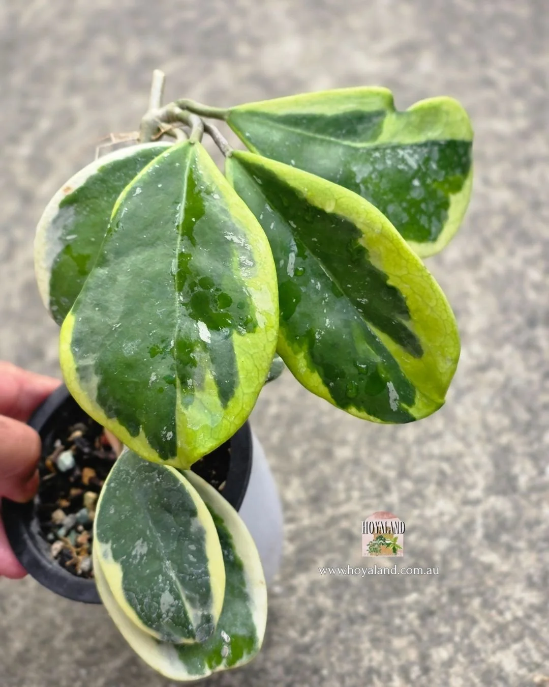 Hoya obovata amelia.jpg