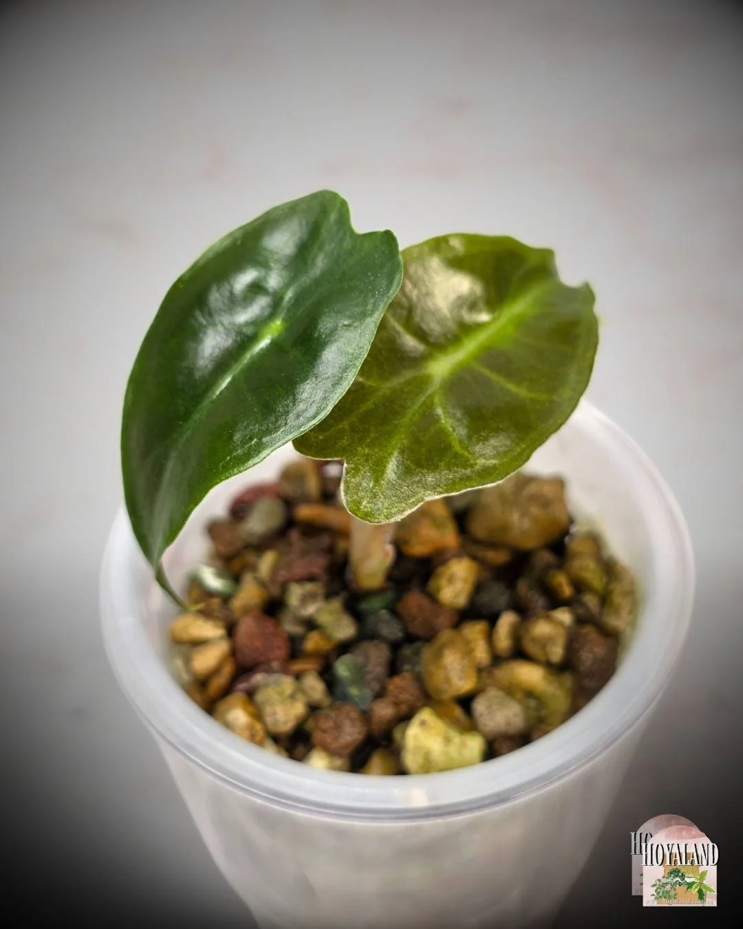 Alocasia venom corm (4).jpg