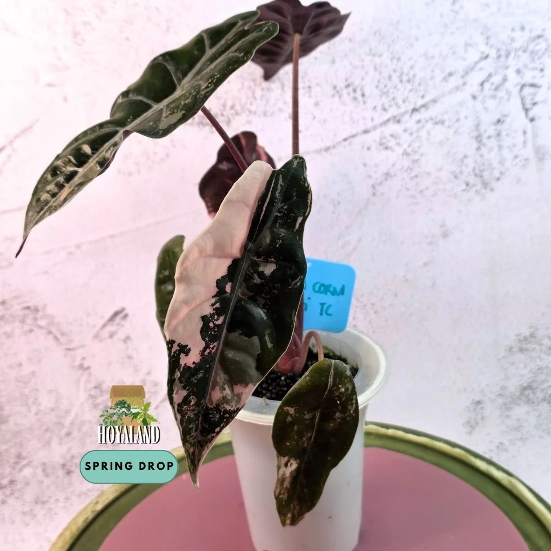 Established corm-grown Alocasia chantrieri Pink Variegata in a self-watering pot showing metallic scalloped leaves with candy-pink marbling and burgundy reverse