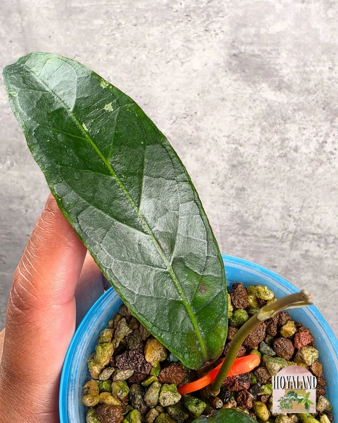 Hoya Dragon Claw Aceh (5).jpg