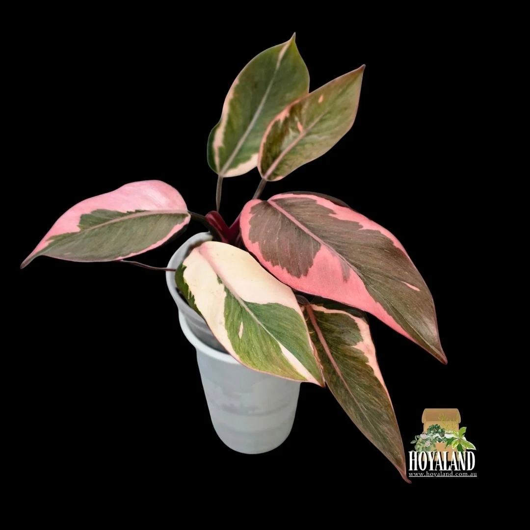 Philodendron pink princess mutation (2).jpg