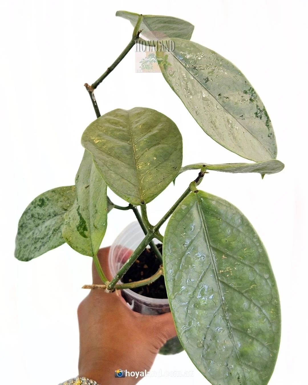 Hoya Coricacea silver (5).jpg