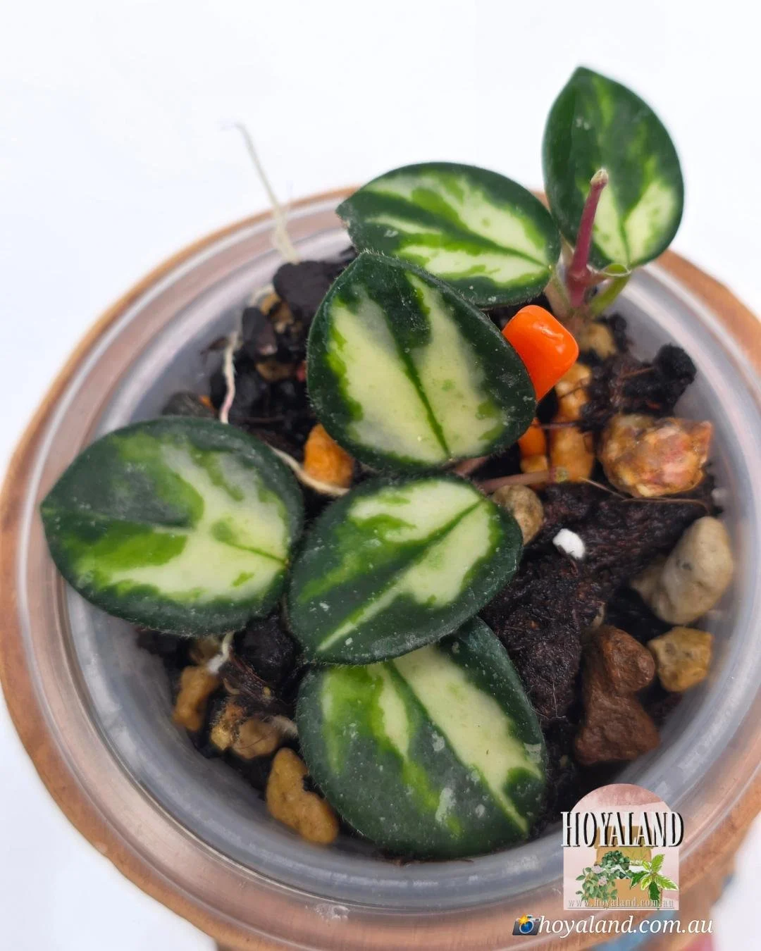 Hoya Mathilde Variegata | Small 🌞🍂