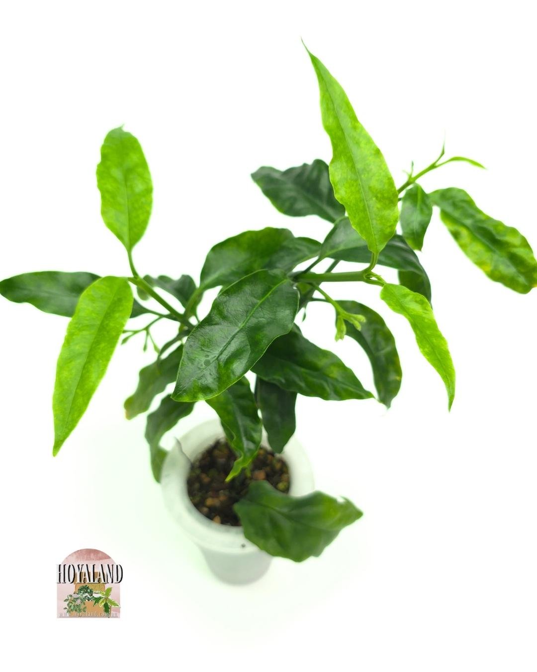 🌞 Hoya solokensis  |  2 Heads | Unique White Flowers 🎇