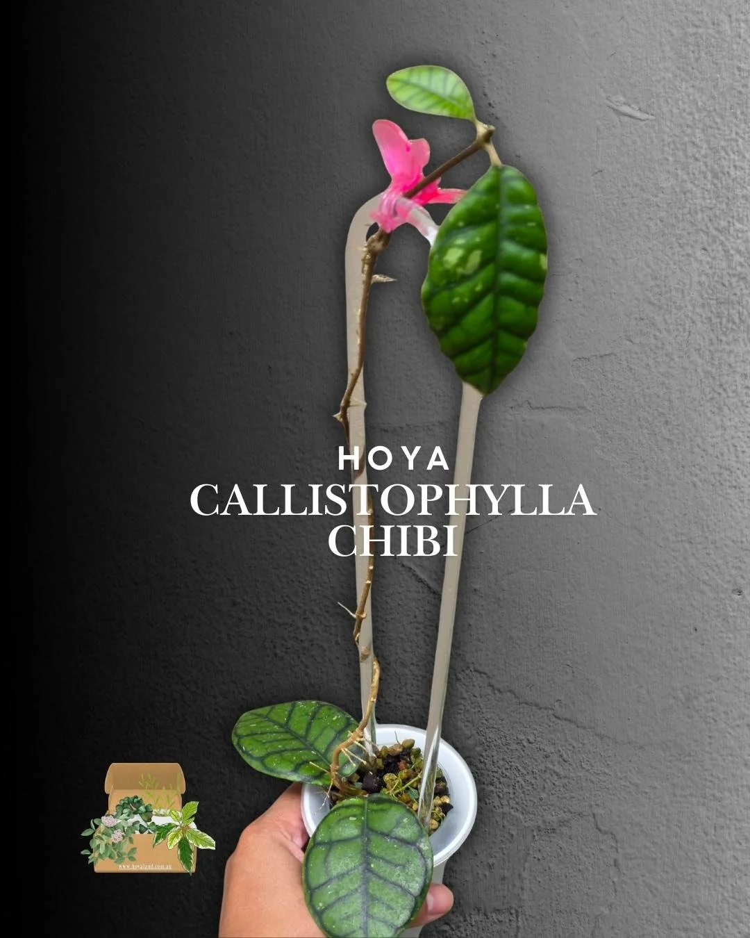 hoya callistophylla chibi (2).jpg