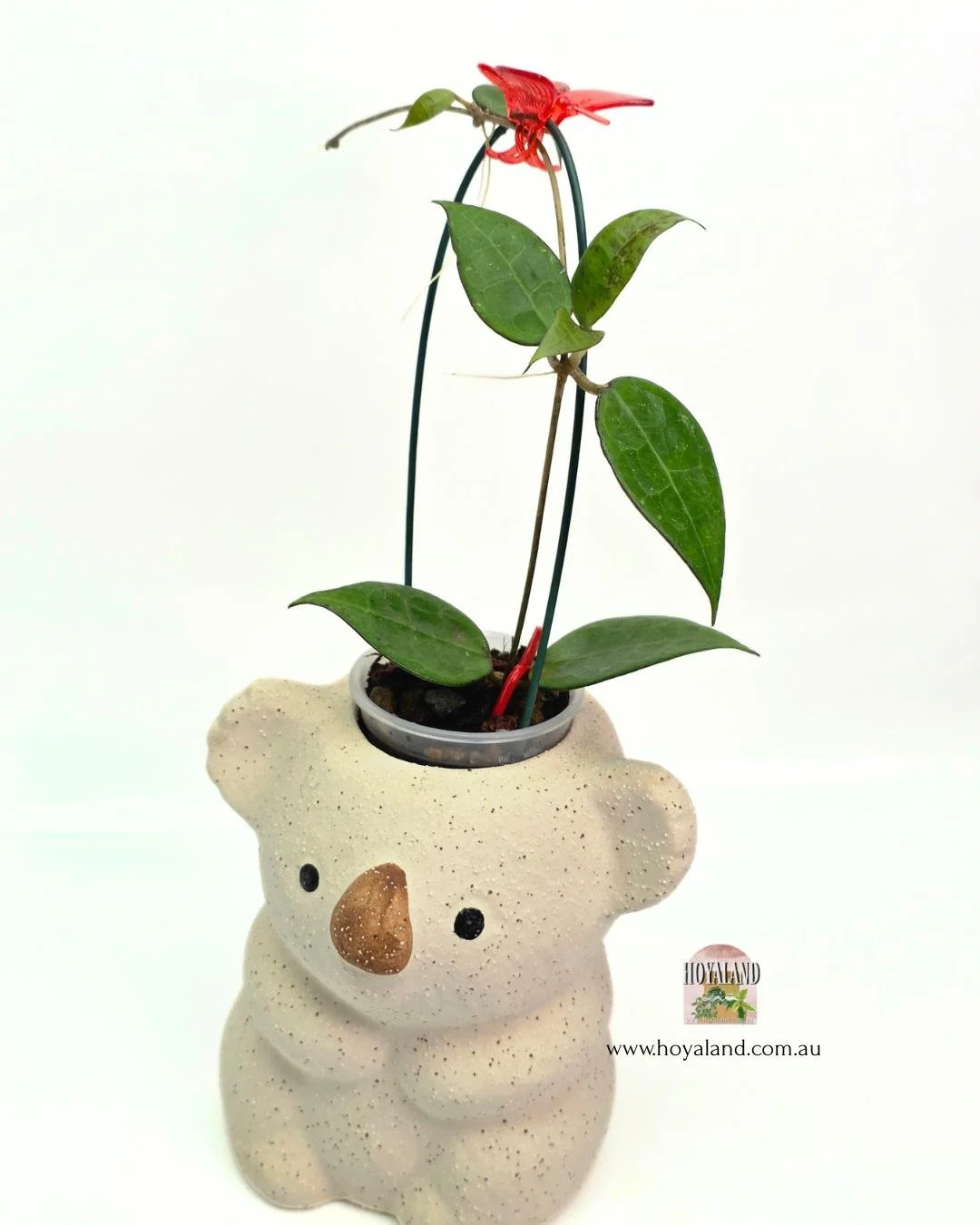 Hoya black margin 2.jpg