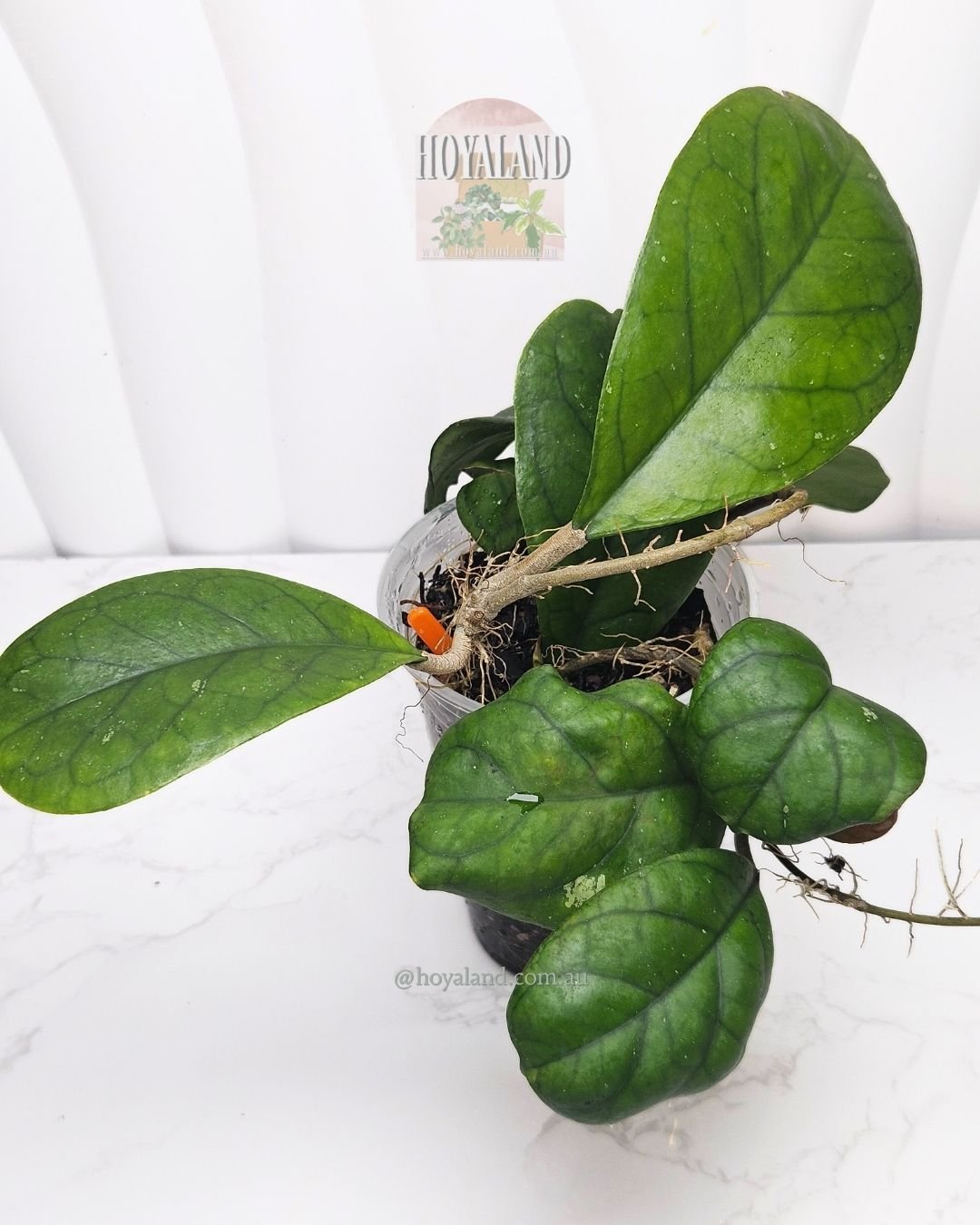 Hoya viola.jpg