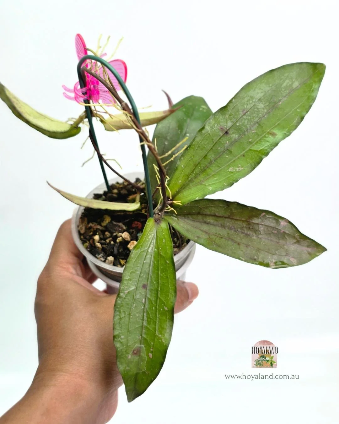 Hoya erythrina Bacho (3).jpg