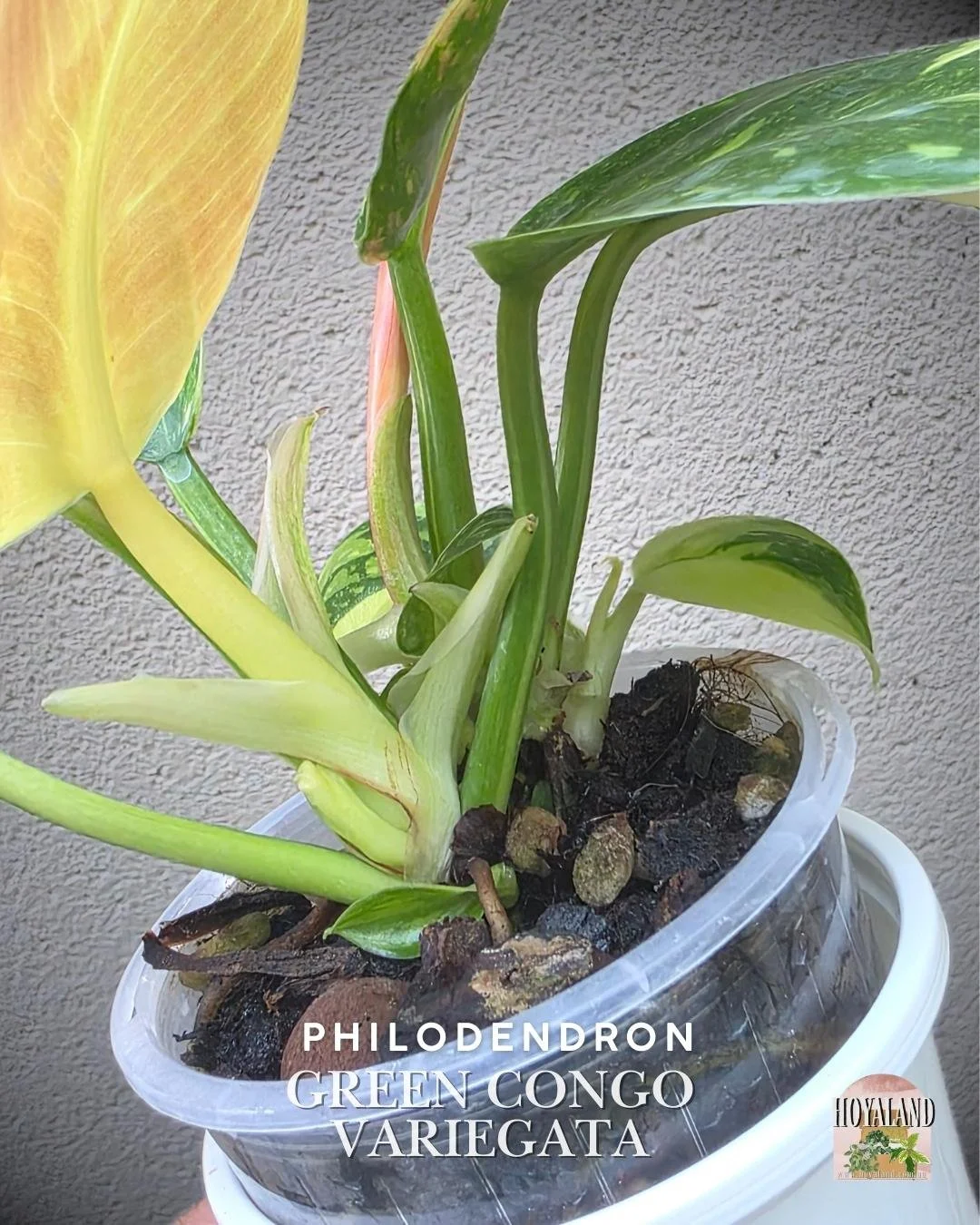 Philodendron green congo variegata b (1).jpg