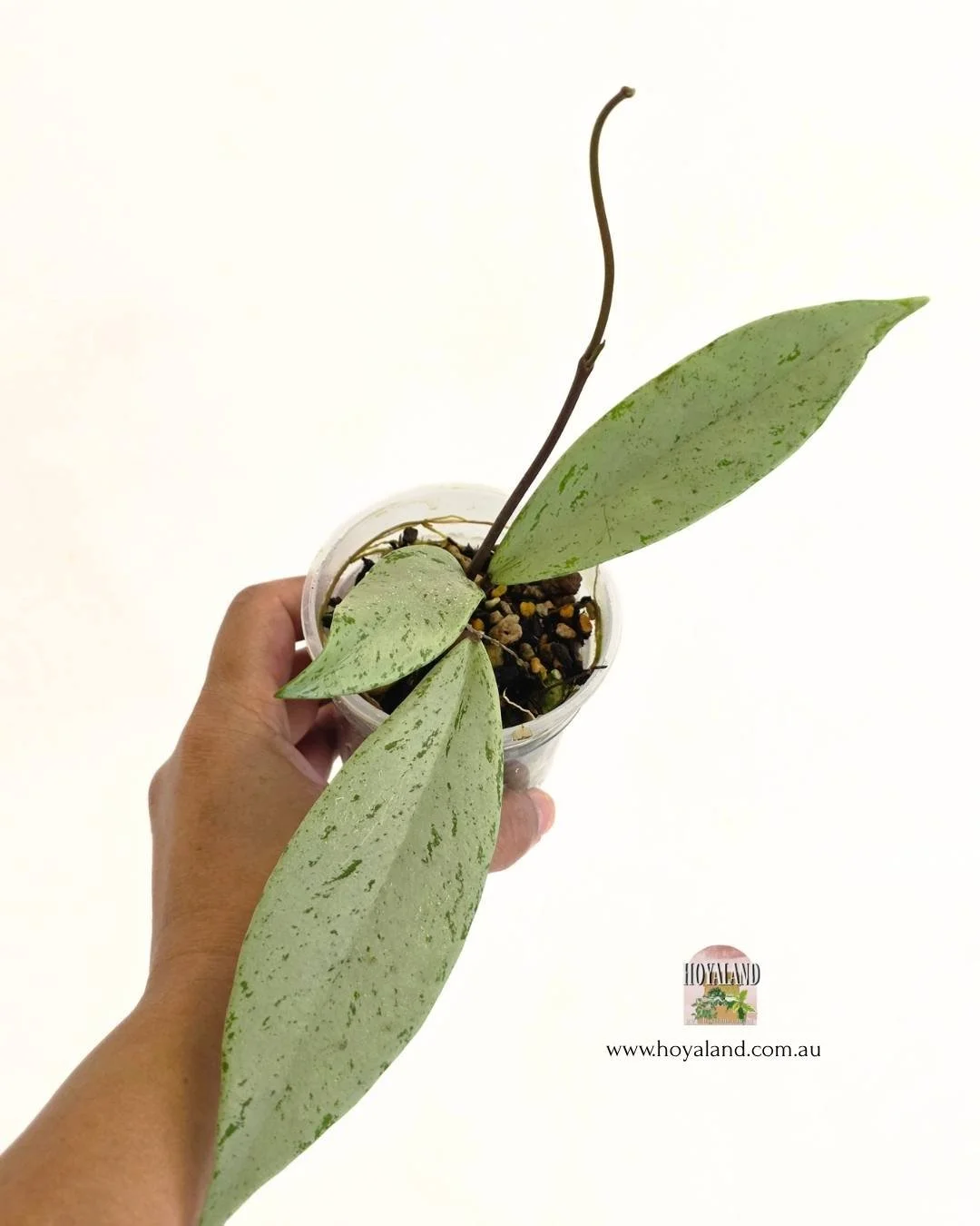 Hoya pubicalyx pink silver ghost.jpg