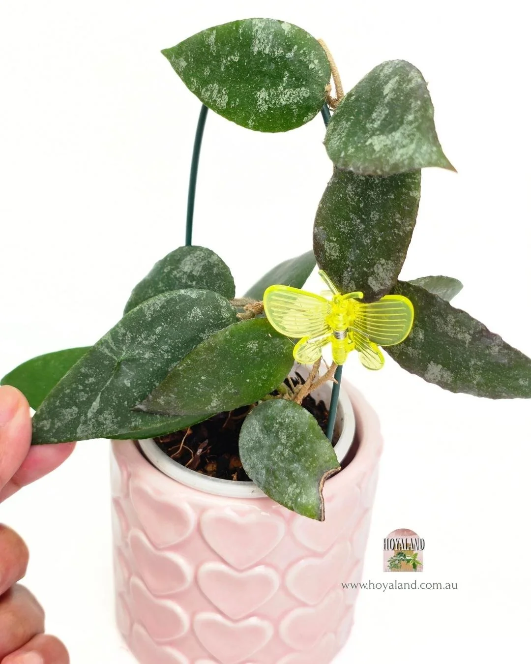 Hoya caudata small leaf (2).jpg