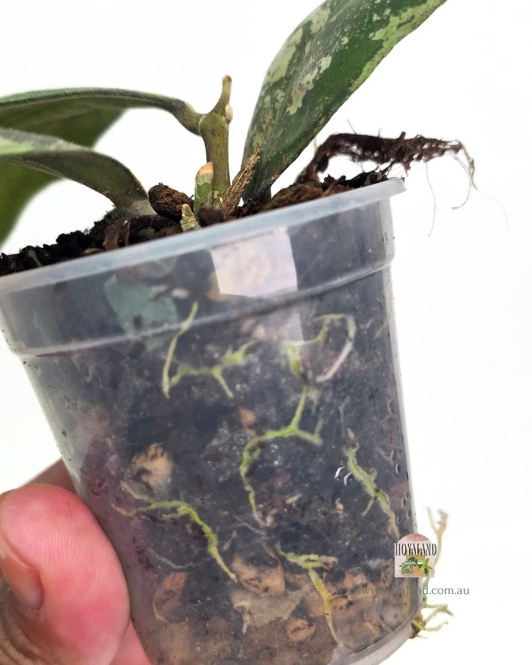 Hoya deykeai morning dew a (5).jpg