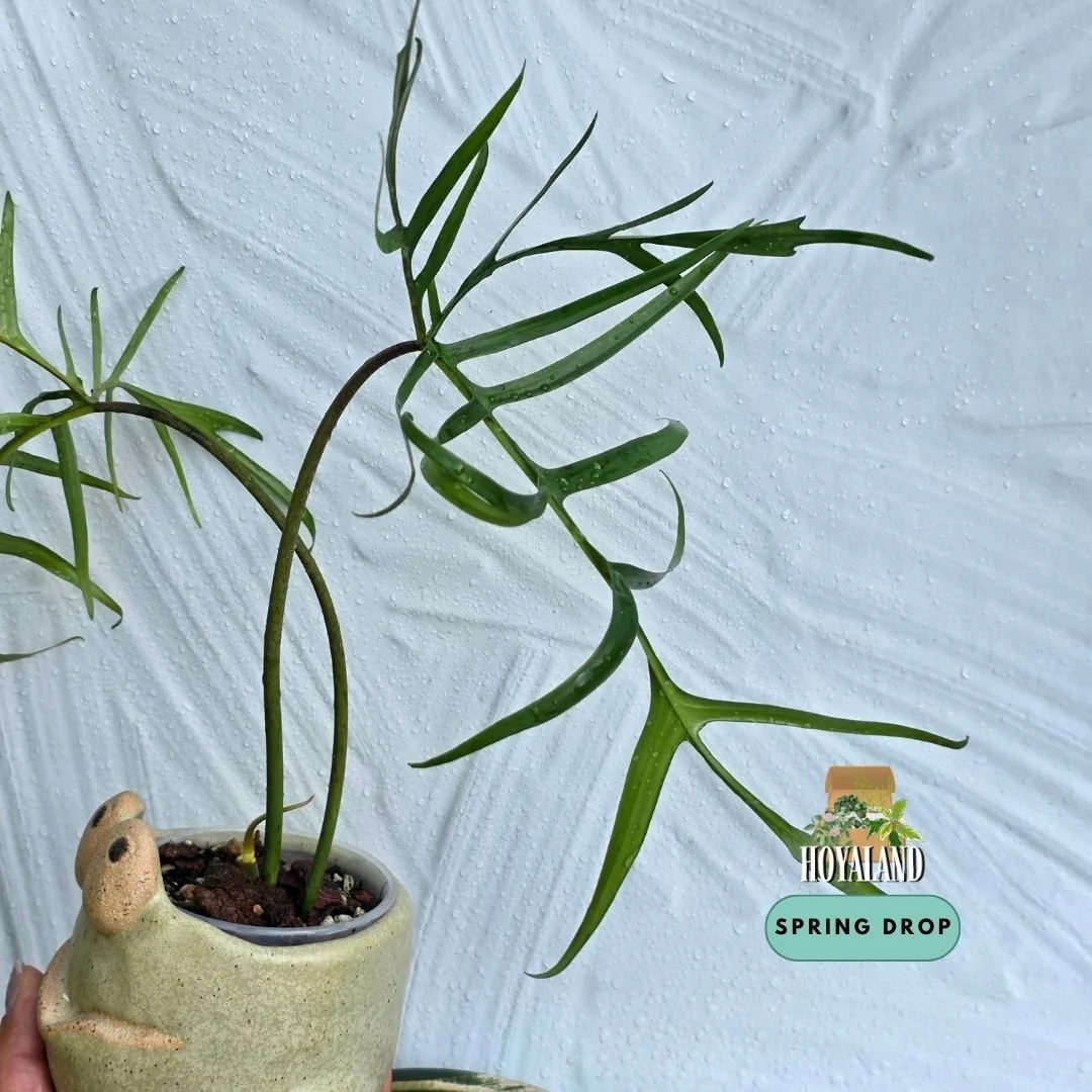 Philodendron polypodioides (2).jpg