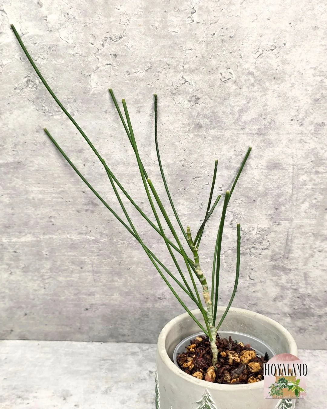 Hoya spartioides (4).jpg