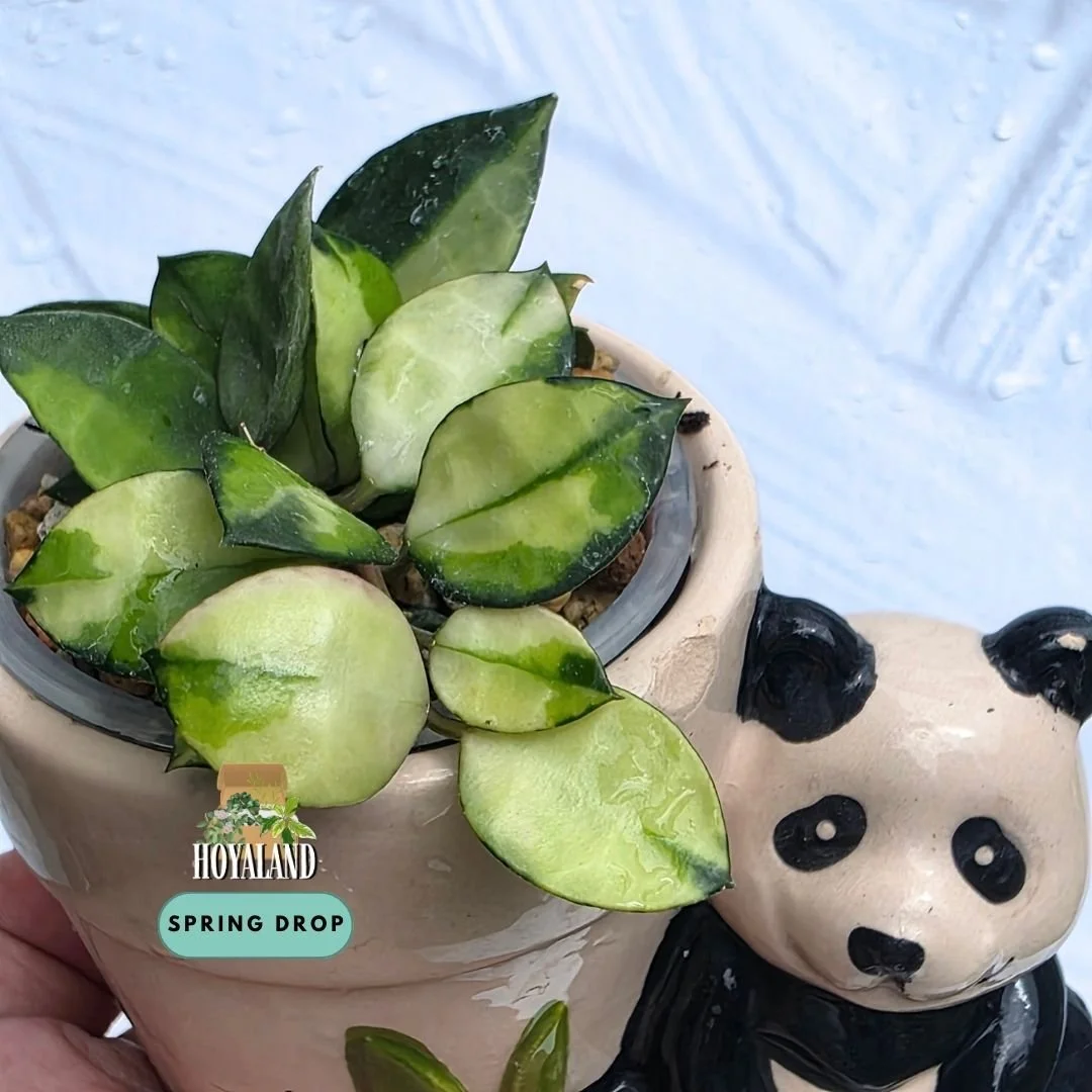 Hoya lacunosa 'Asami Reverse' (Inner Variegata) - Small