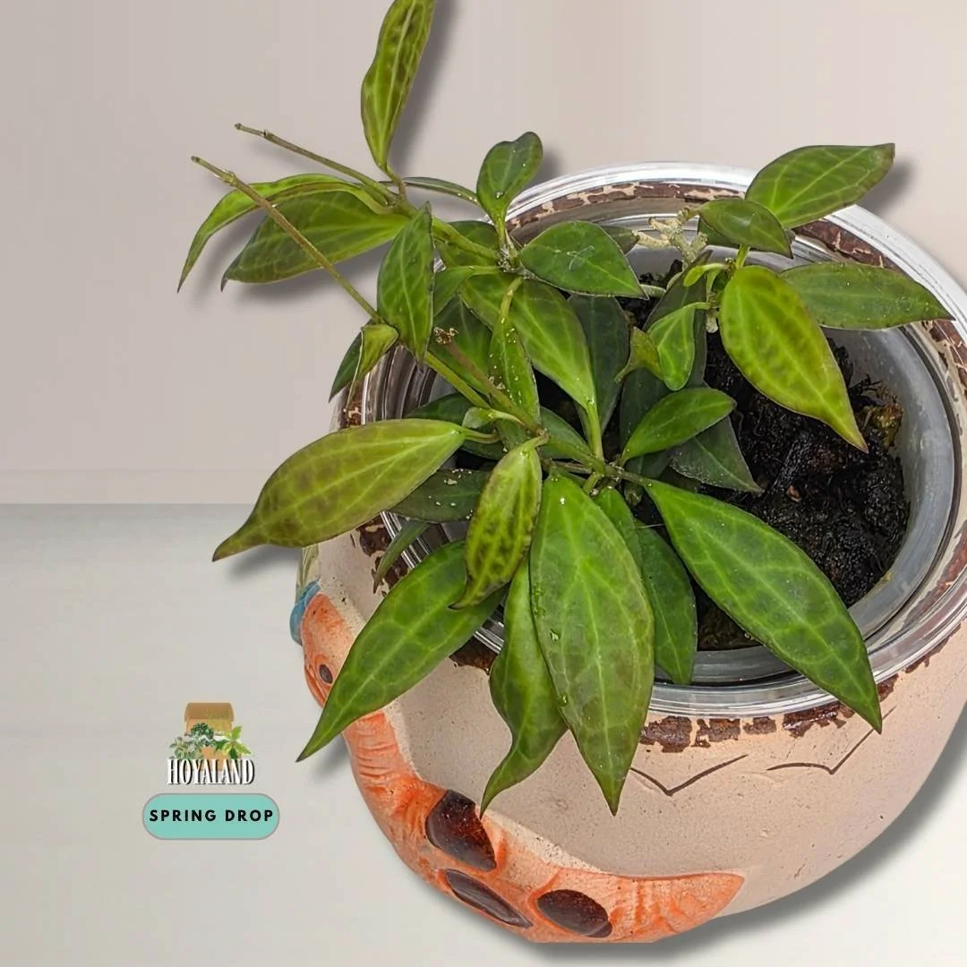 Hoya microdwarf (Ultra-Miniature Collector Clone)
