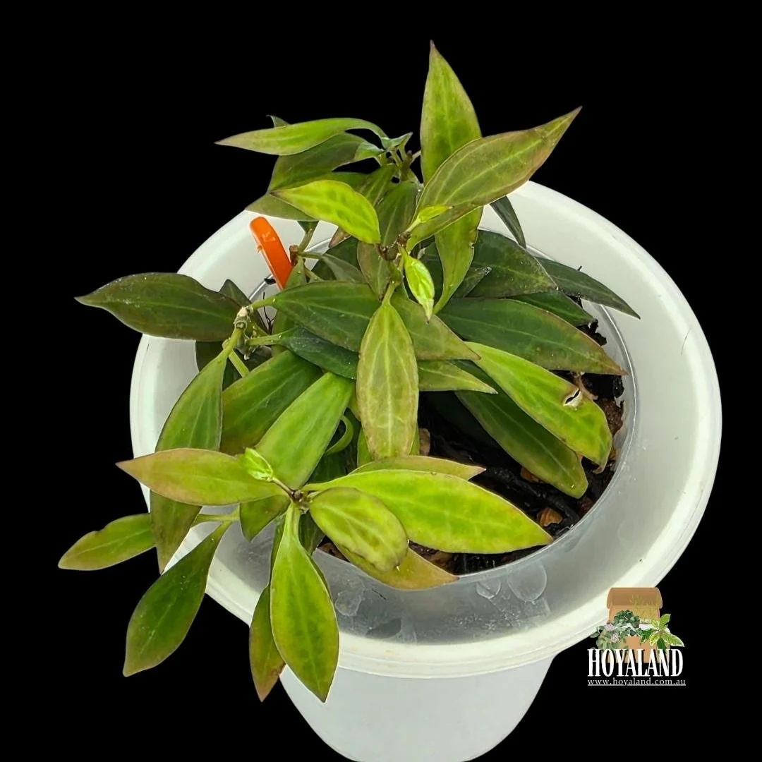Hoya microdwarf (2).jpg