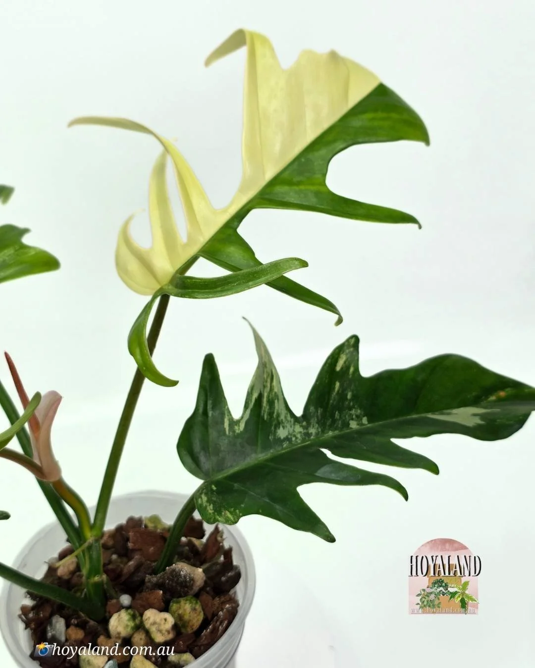 FB  tortum 2 (2).jpg