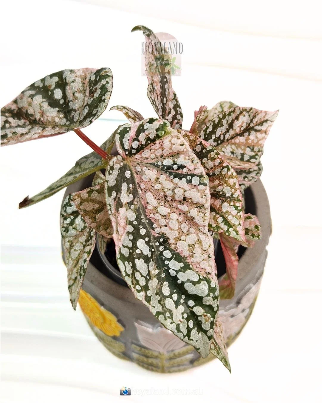 begonia snow capped variegata (6).jpg