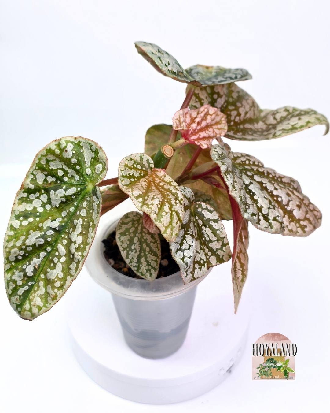 Begonia snowcap variegata.jpg