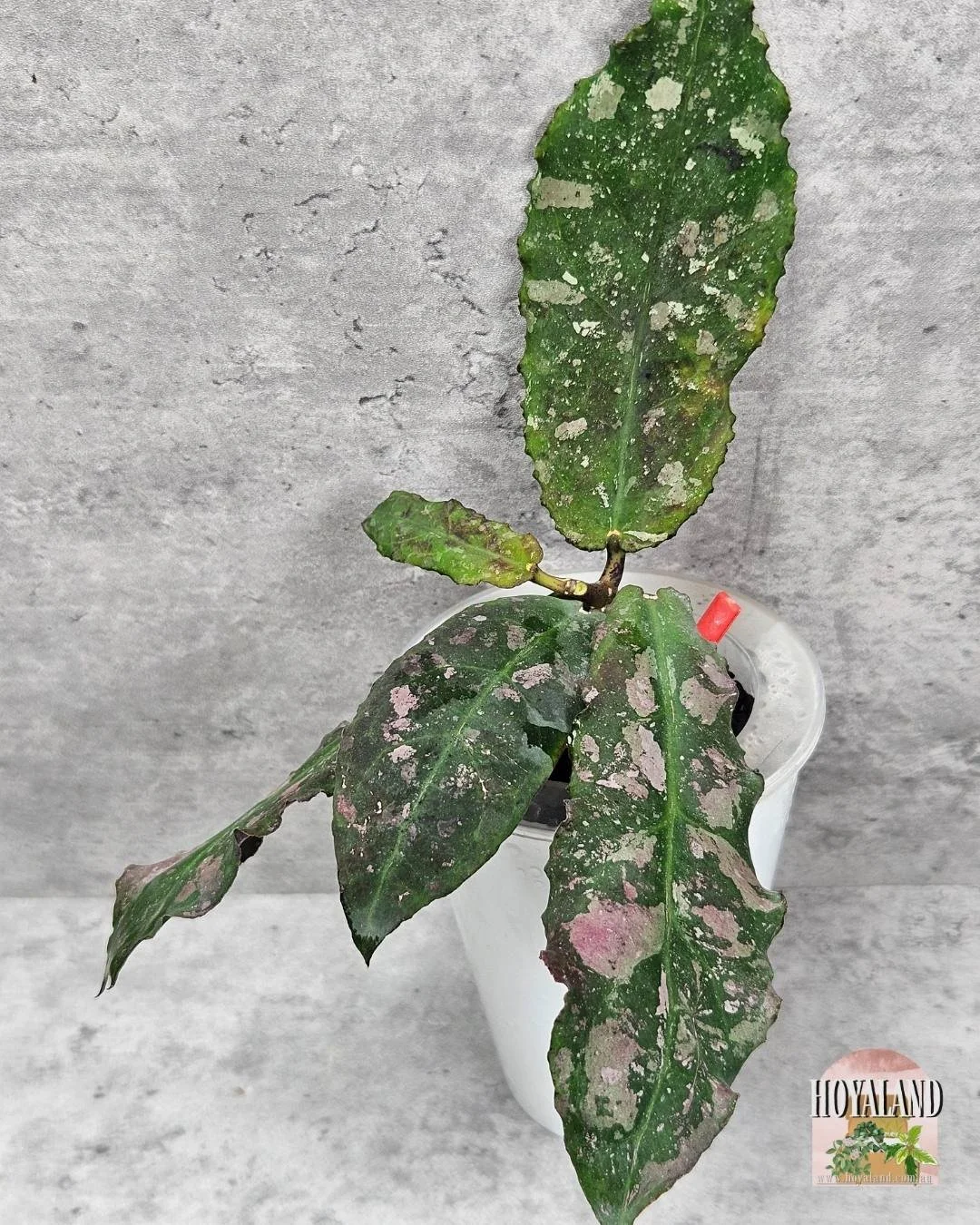Hoya undulata (4).jpg