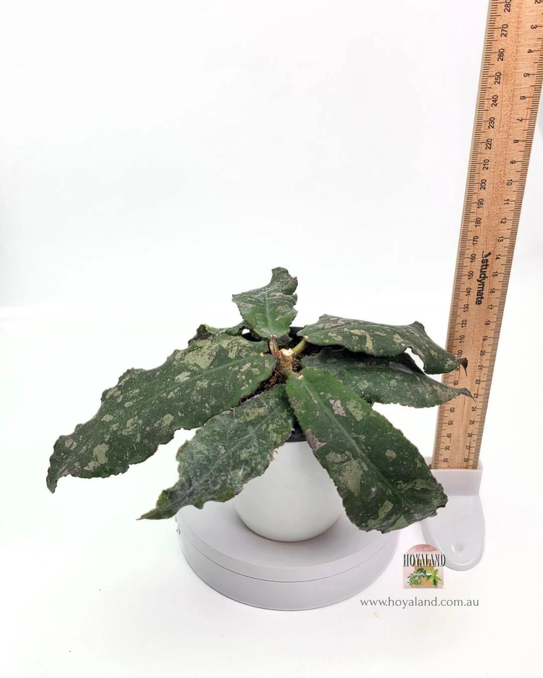 Hoya undulata (5).jpg