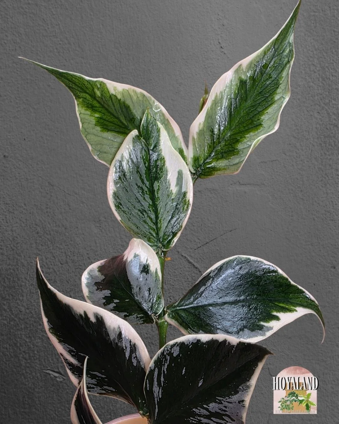 Hoya polynuera diem fairy.jpg