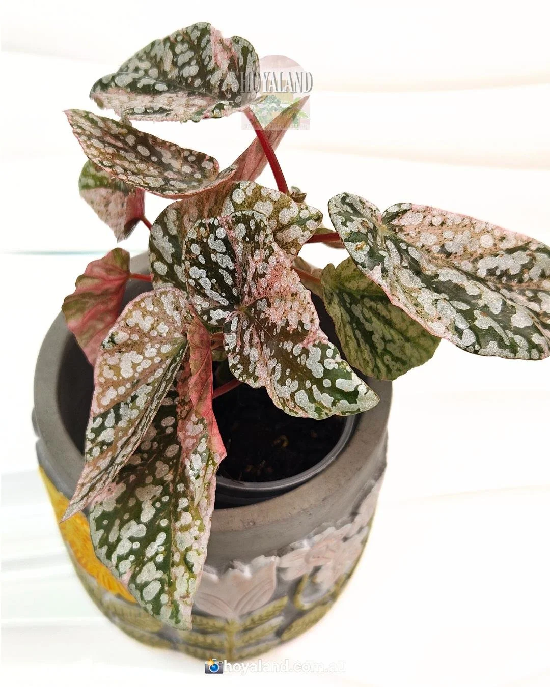 begonia snow capped variegata (3).jpg