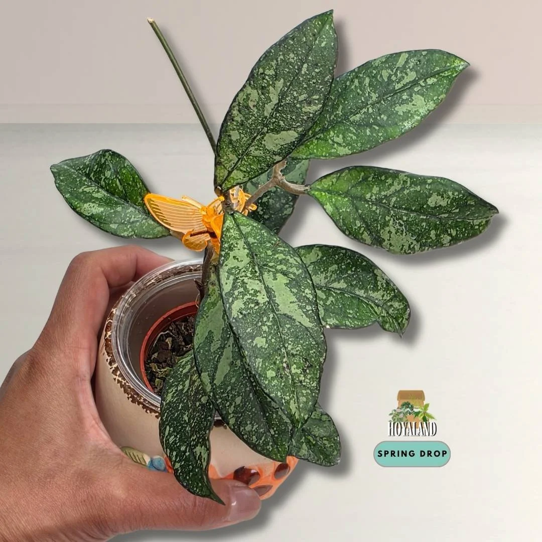 Hoya crassipetiolata splash.jpg