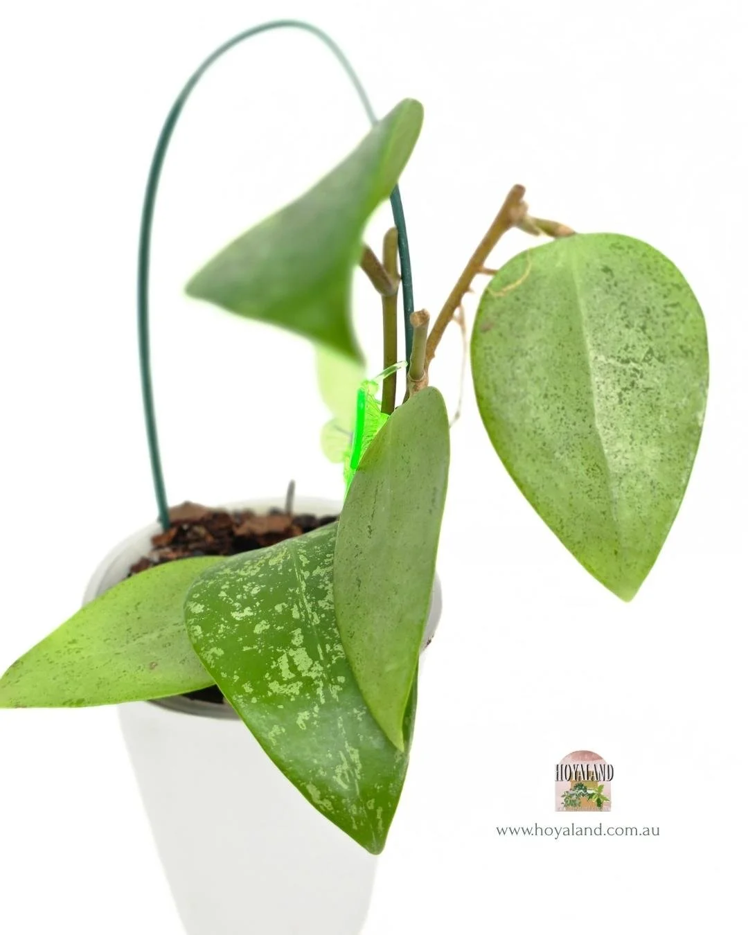 Hoya AH Aurora (5).jpg