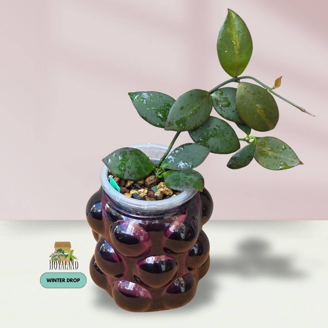 Established Hoya anulata PNG IML 0084 displaying sleek lanceolate leaves with green-on-green variance and crimson sun-stressing