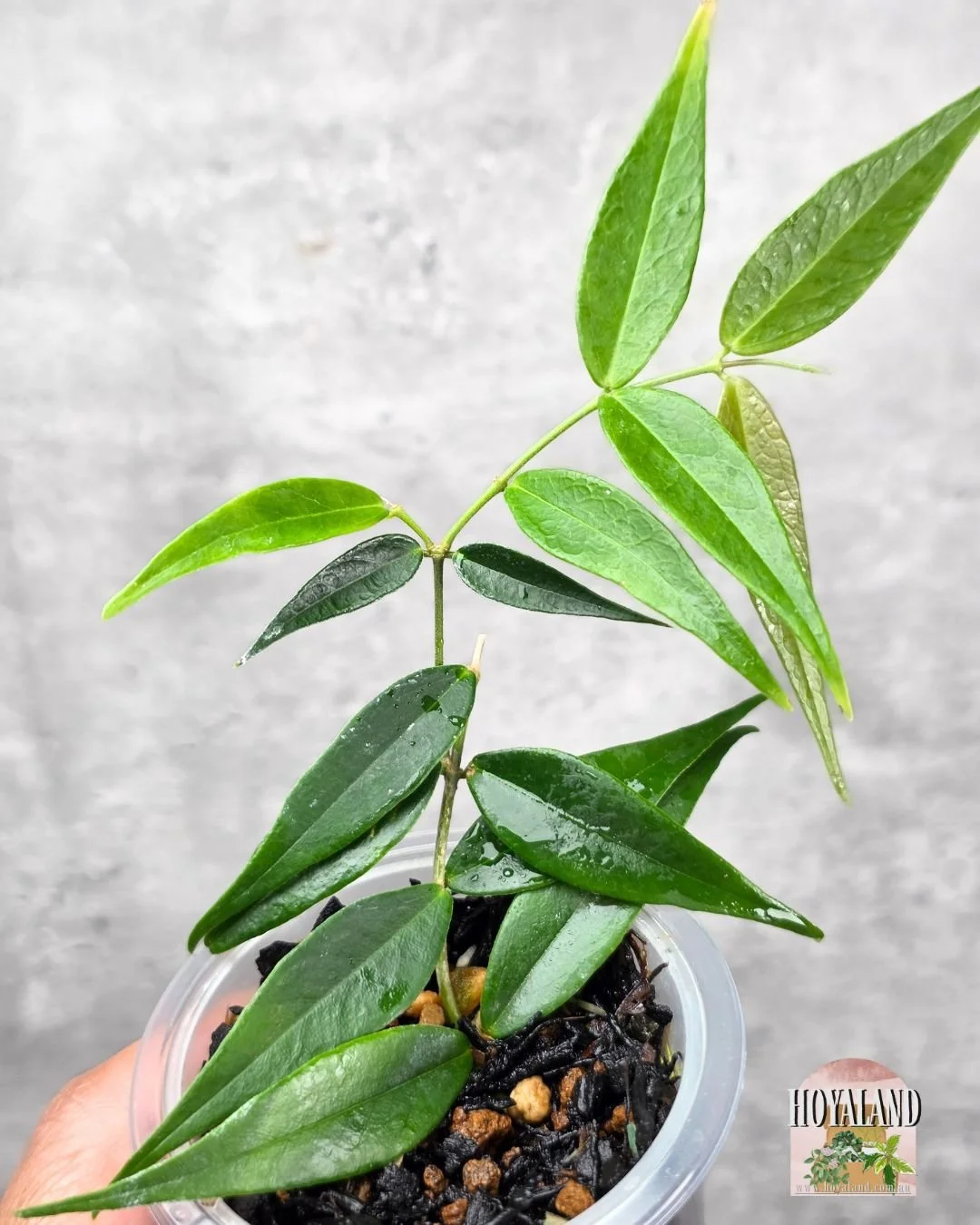 Hoya leucantha (4).jpg