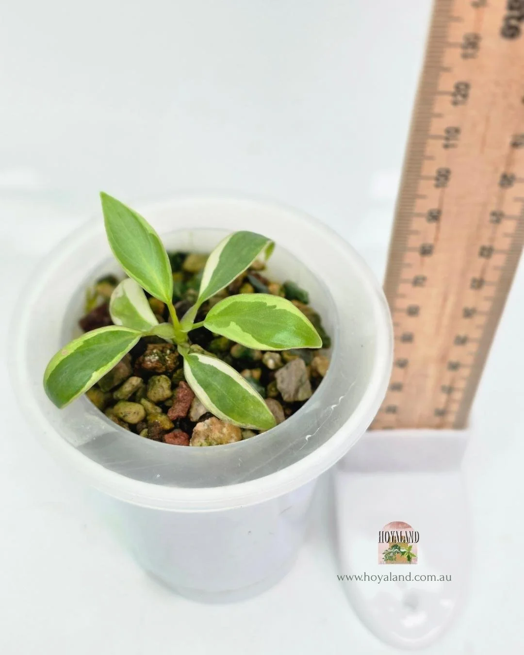 Philodendron ataba  copy (4).jpg