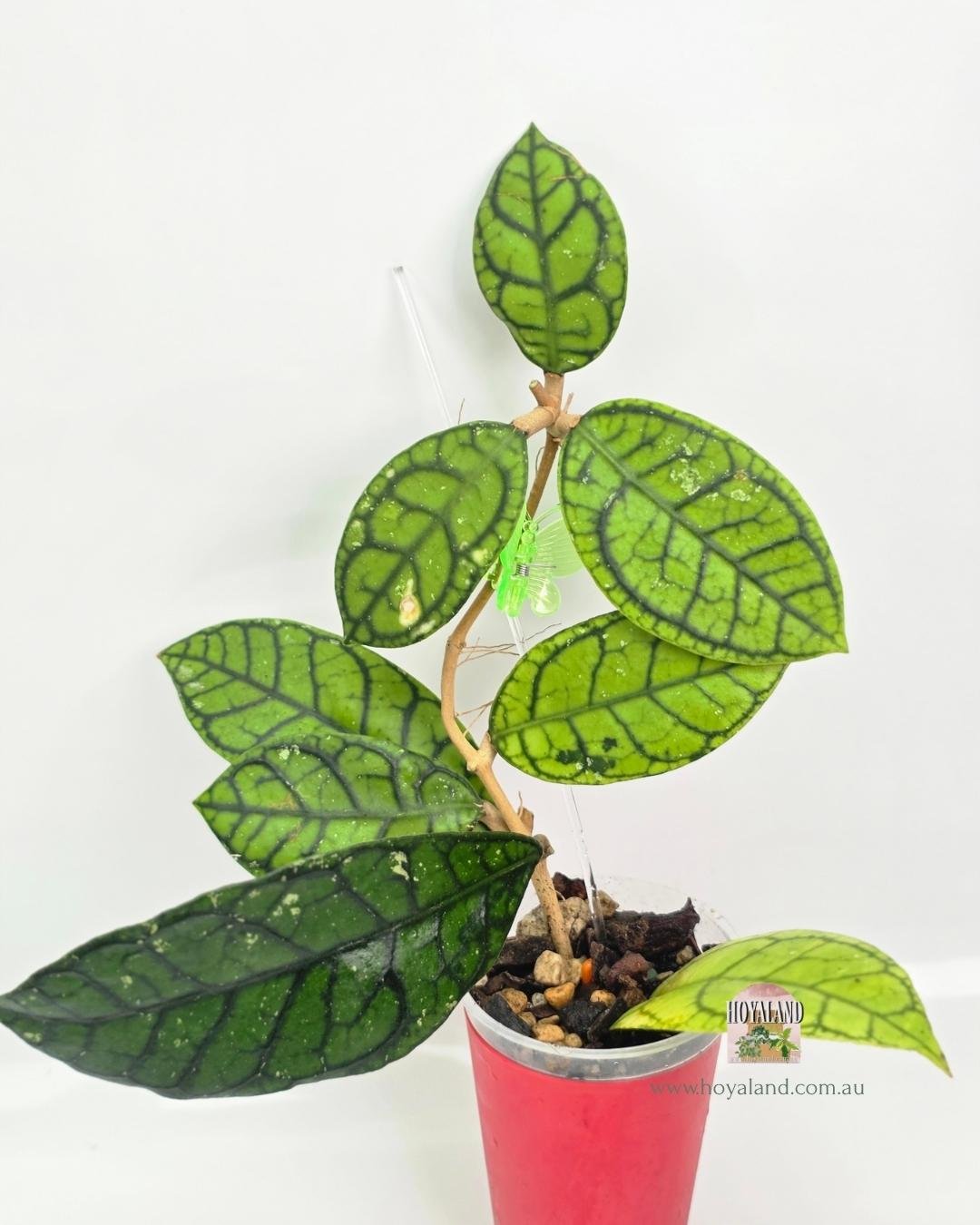 🍂 Real Hoya callistophylla Vena | Intricate Veins