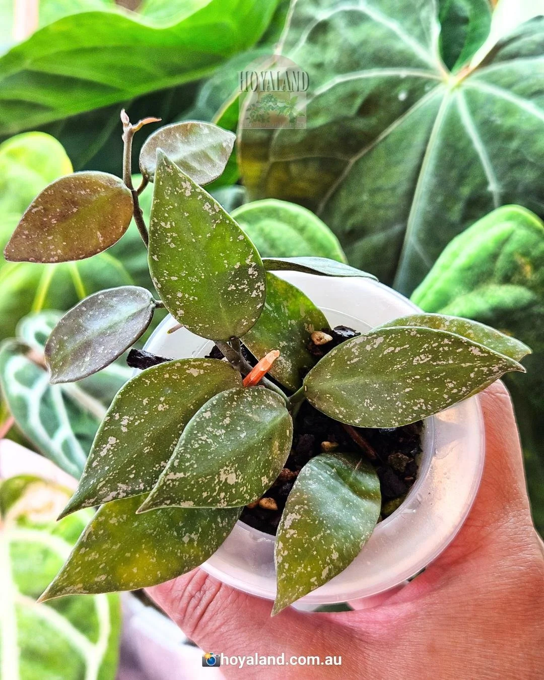 nabawanensis splash.jpg
