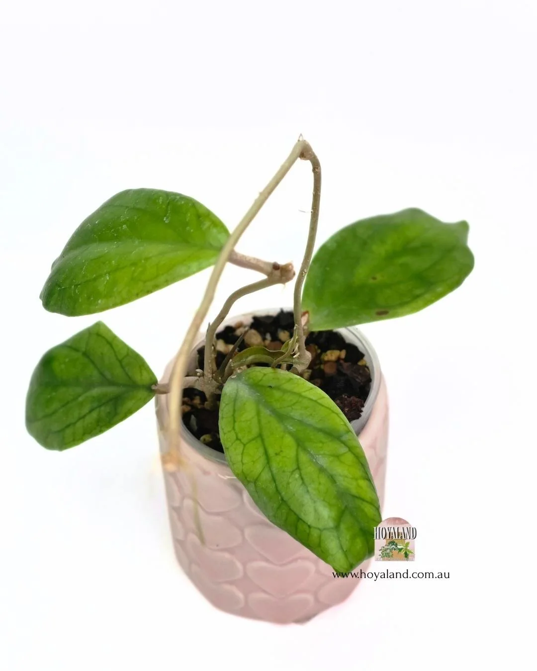 Hoya Mistie (2).jpg