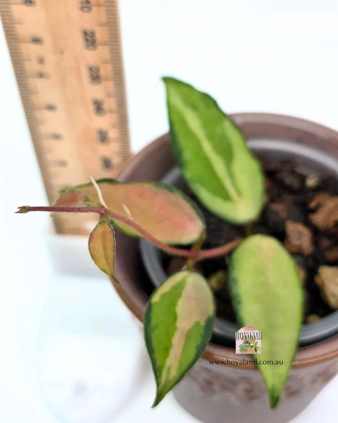 Hoya caudata variegata tip (2).jpg