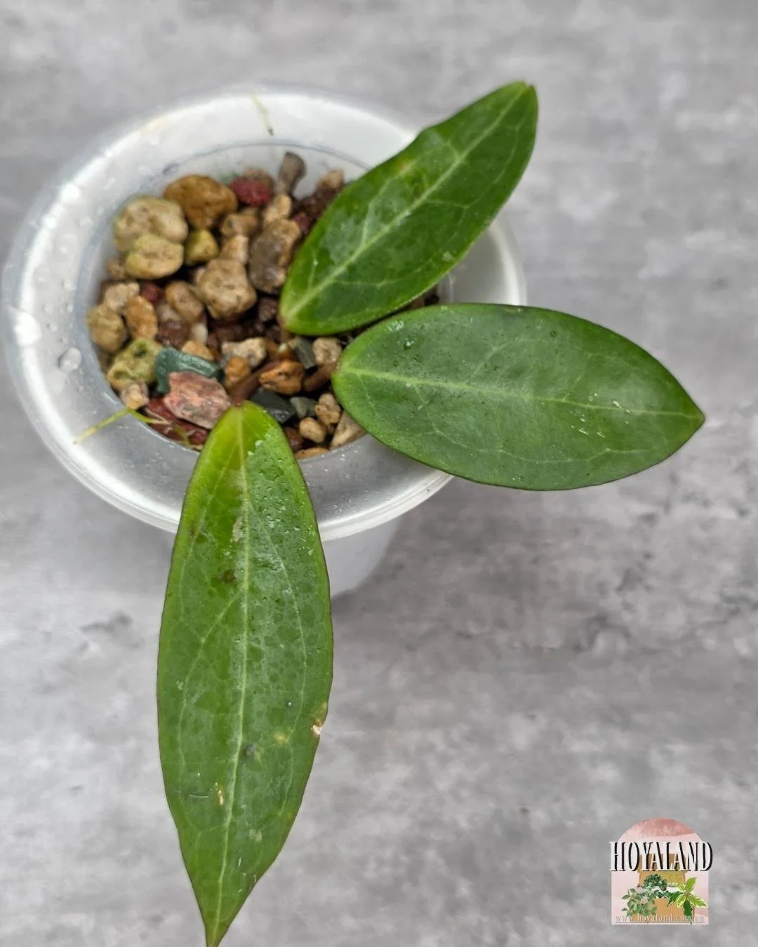 Hoya Love Affair B (4).jpg